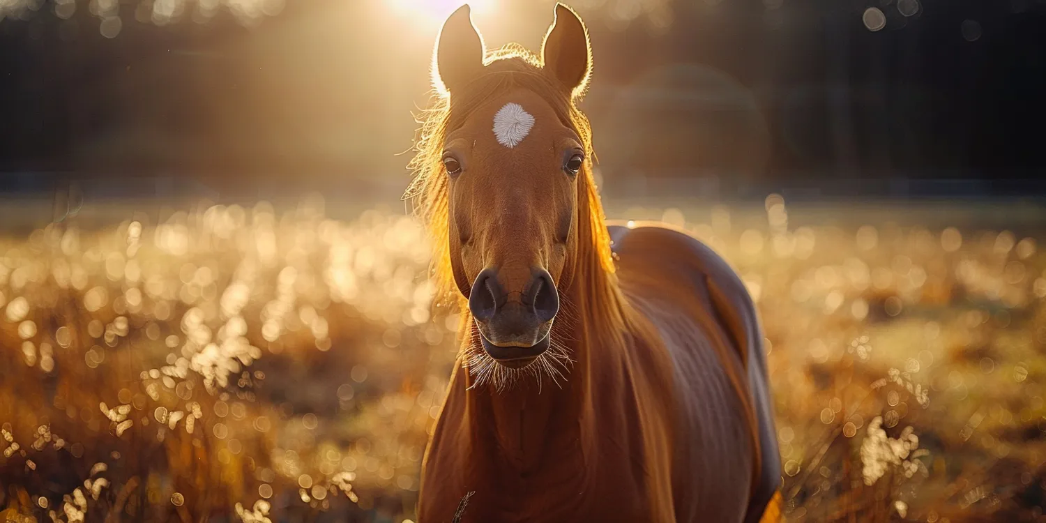 Ile kosztuje krematorium dla zwierząt?